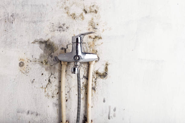 Best Local Mold Removal Service  in Yorketown, NJ