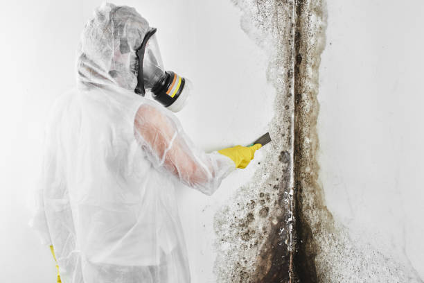 Best Same-Day Mold Removal  in Yorketown, NJ