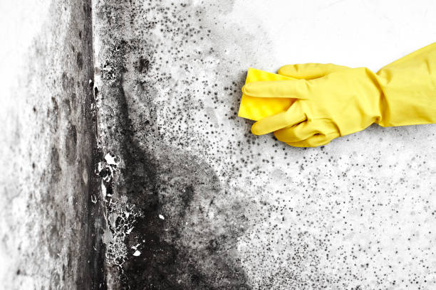 Best Best Mold Removal Companies  in Yorketown, NJ