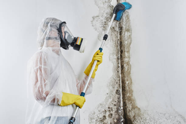 Best Same-Day Mold Removal  in Yorketown, NJ