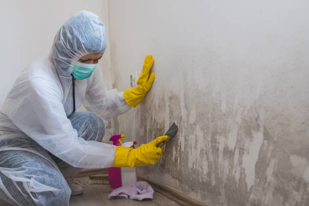 Best Professional Mold Removal  in Yorketown, NJ