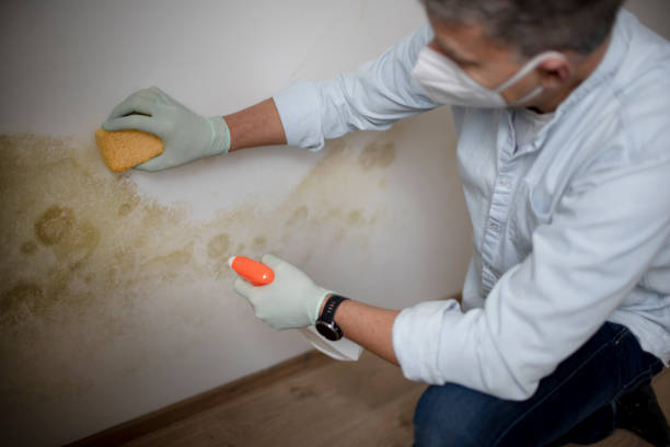 Best Mold Remediation Experts  in Yorketown, NJ