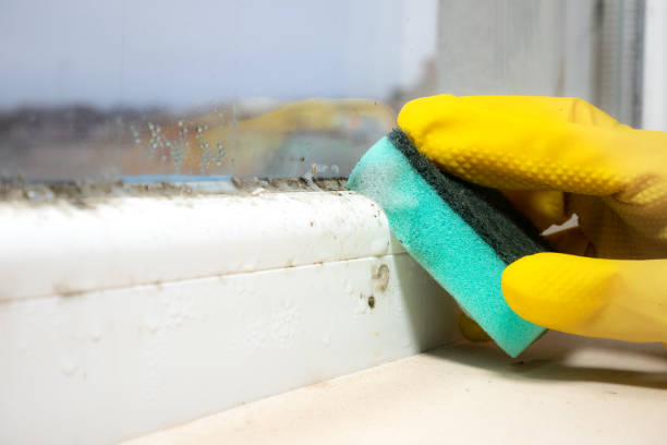 Best Mold Cleaning Services  in Yorketown, NJ