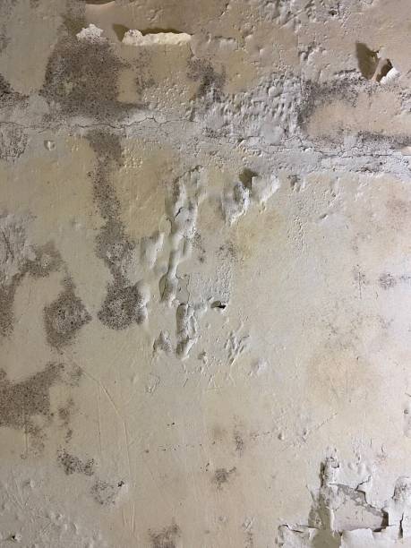 Mold Removal and Inspection in Yorketown, NJ