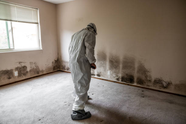 Best Mold Removal Near Me  in Yorketown, NJ