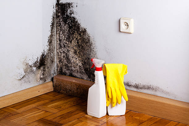 Best Certified Mold Removal  in Yorketown, NJ