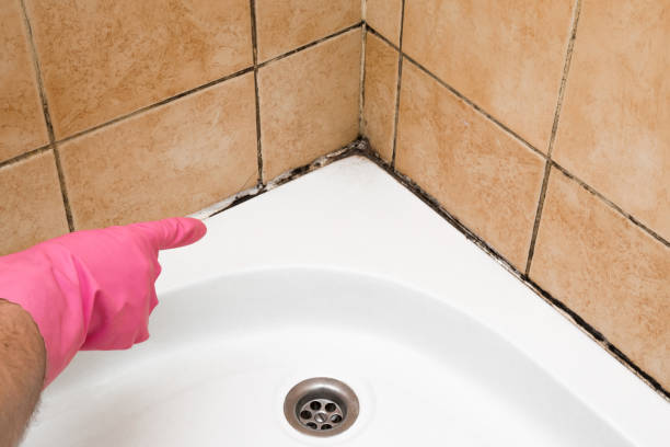 Best Black Mold Removal  in Yorketown, NJ